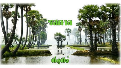 รสตาล ขับร้องโดย พี่สุพีธ์