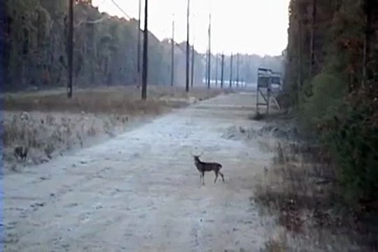 Кто из них больше олень я даже не знаю