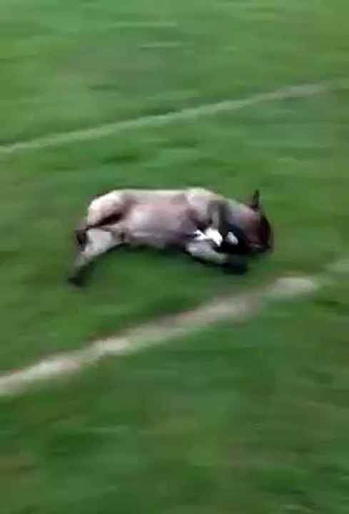 Sliding Dog