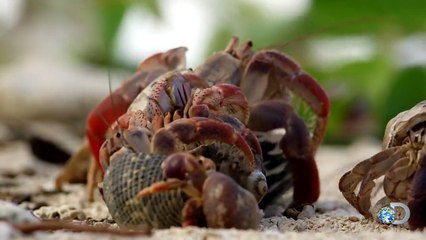 Hermit Crab House Shopping