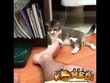 Kedinin Ayak Kokusuna Verdiği Tepki