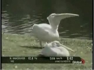 Pelican mange un pigeon