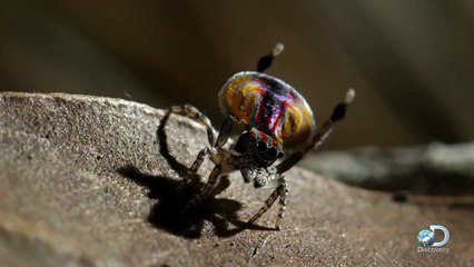 Peacock Spider Dances for Love and Life