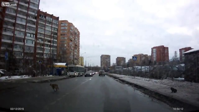 Good Russian man helped the dog to move her puppy across the street