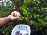 Pt. 1 Cocoplums: Foraging for Wild Edibles in South Florida
