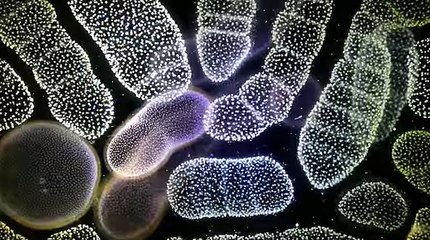 Görüp Görebileceğiniz En Vahşi Mikroskobik Deniz Canlıları