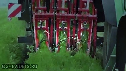 Комбайн, ловко выдергивающий из земли морковь