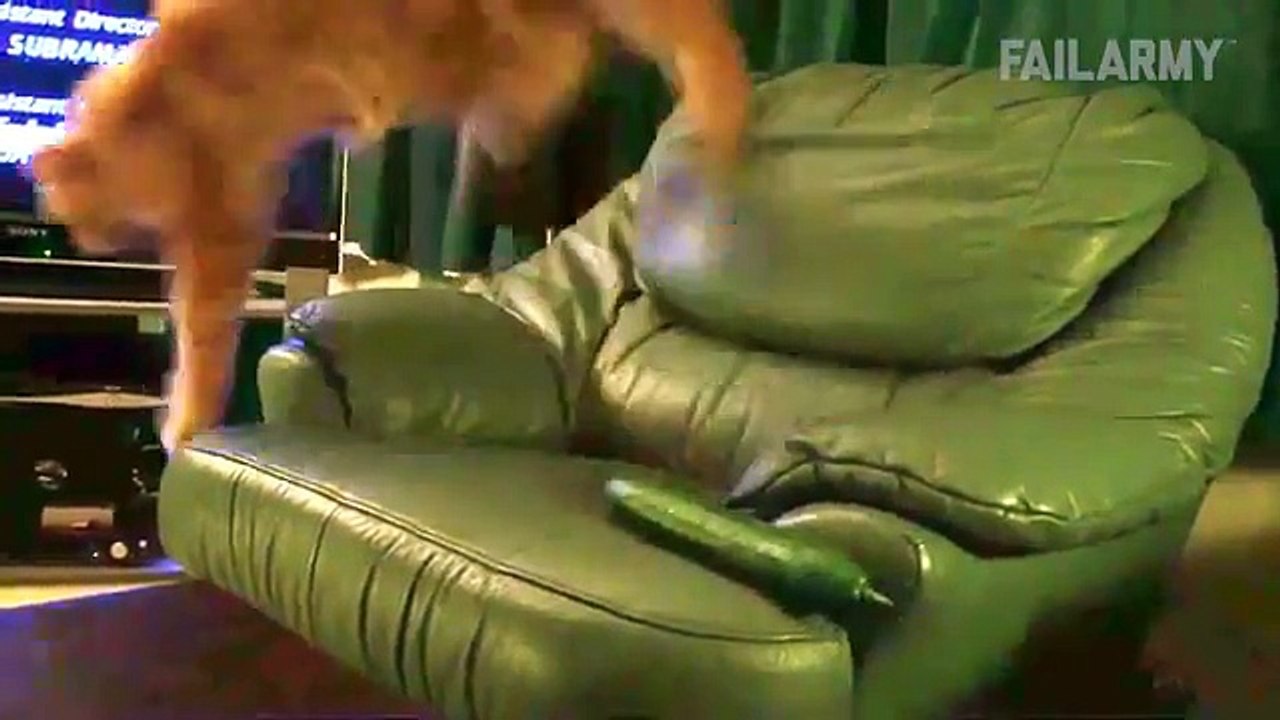 Funniest Animal Fails Compilation 2015