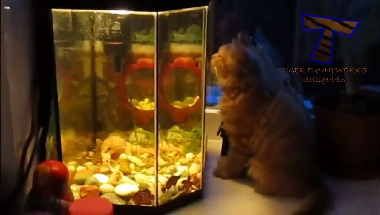 Funny Cats 25-12-2015
