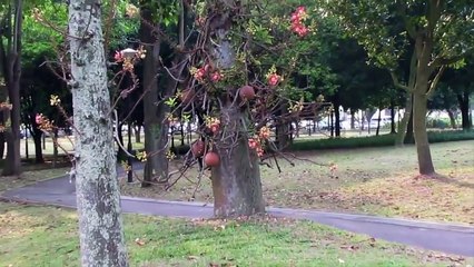 When Trees Attack - Science on the Web #52