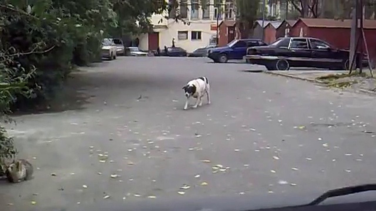 Прикол собака-партизан))) С КОШКОЙ ВСЕ ВПОРЯДКЕ!!!!!