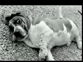 j'ai vomi dans mes cornflakes