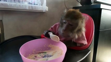 Ржачная обезьяна кушает кашу)