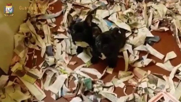 Rimini - sequestrati 12 cuccioli di razza provenienti dall'Est Europa