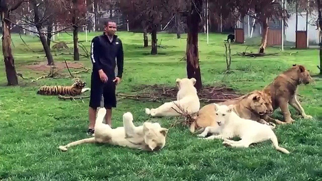 Страшно то как! Тигр защитил человека от нападения ягуара.