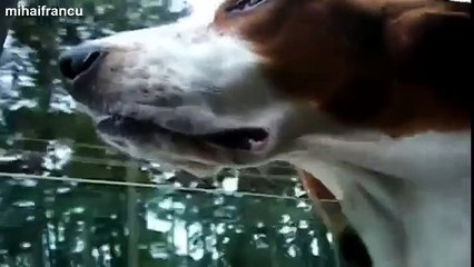 Funny Dogs Flapping Cheeks On Car Rides Compilation 2014 [NEW]