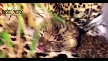 Lions Documentary: Lions vs Leopard and Hyenas! Discovery Wild Lion Documentary