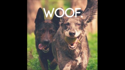 SEAWOLPH - Private Jets (Prod. Thomas Swanson)