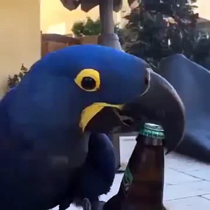 Открывашка супер мега классный попугай (Приколы с животными, Смешной попугай)