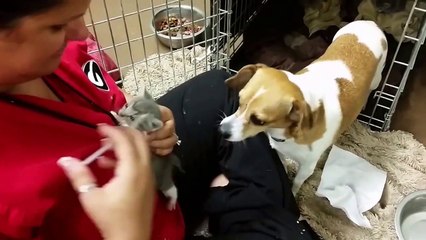 Dog Fostering Kittens Without Mother Cat...2015 video