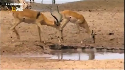 Wild Animal CROCODILE ATTACK deer Must watch