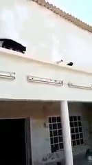 Pigeons have disturbed the cat