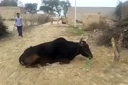 Jump on a sitting cow goes wrong