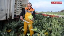 Pleubian (22). Rencontre avec Emmanuel Le Dantec, producteur de légumes