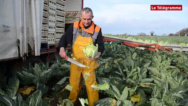 Pleubian (22). Rencontre avec Emmanuel Le Dantec, producteur de légumes