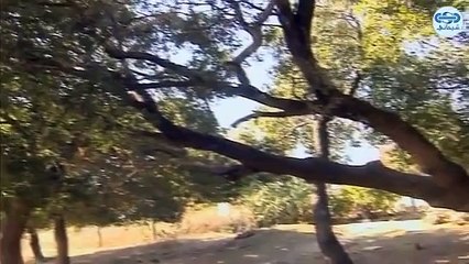 مسلسل كان ياما كان الجزء 3 الثالث - شيترا 1 - Kan Yama Kan 3 HD