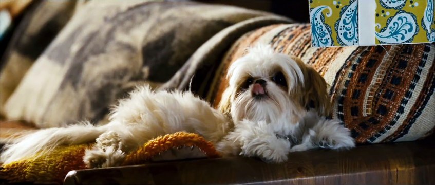 Seven Psychopaths (Yedi Psikopat) - Trailer [HD] Colin Farrell, Woody Harrelson, Sam Rockwell, Martin McDonagh