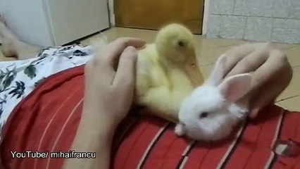 Duckling Meets Bunny