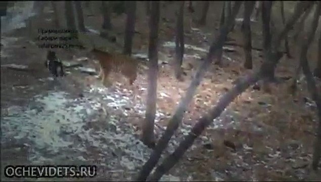 Козлик Тимур и тигр Амур живы-здоровы