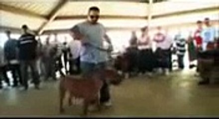 Complete Pitbull Documentary 🐶 | Learn About This Popular Breed