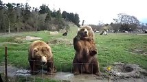 Ursos diverte a galera no zoo.