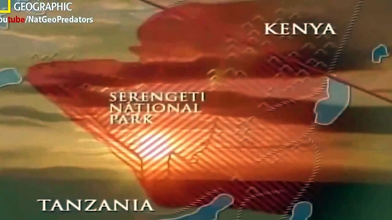 National Geographic Documentary Lions Vs Hyena