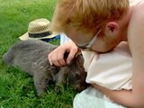 Chubby wombat loves tummy rubs