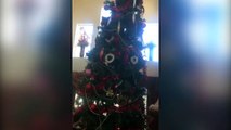 Cat Gets Stuck in Christmas Tree - Funny Animals Channel