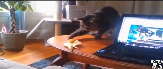 LUSTIGE VIDEOS-FAIL Compilation