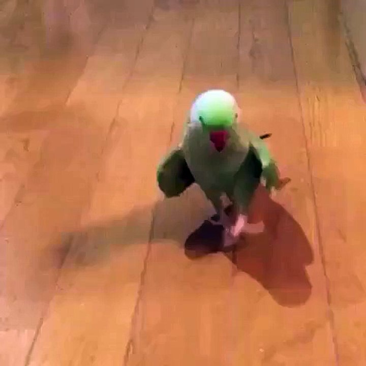 Vine by - Birdyoncé
