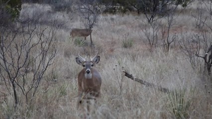 Texas Bucks