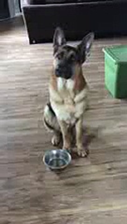 Hungry German Shepherd