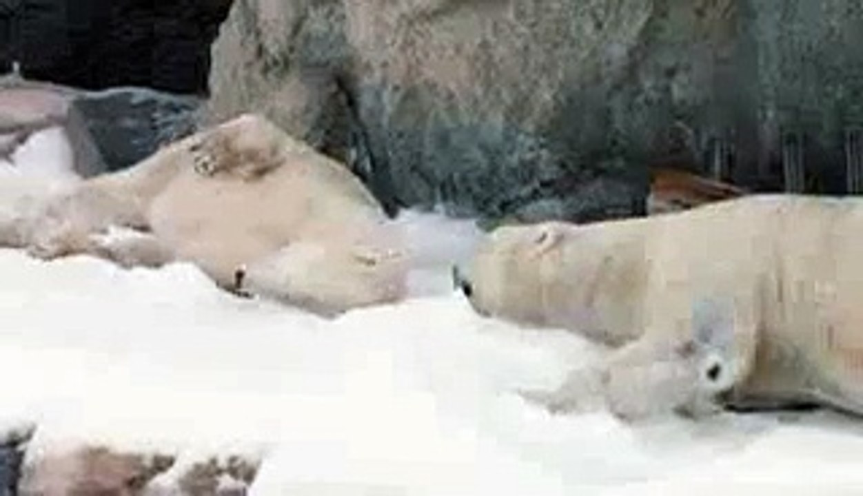 San Diego Zoo - Polar Bears Play in Snow