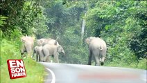 Gürültü yapan motosiklet sürücüsüne ders veren Filler