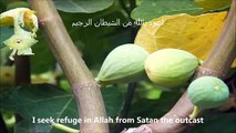 Surah At Tin سُوۡرَةُ التِّین Sheikh Sudais   English & Arabic Translation