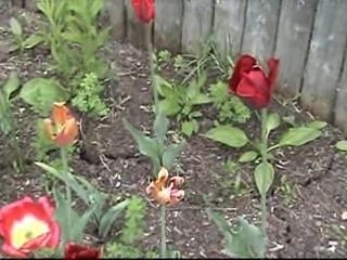 Deadhead Your Tulip Flowers