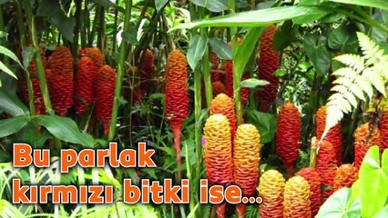 Nasıl Yetiştiğini Öğrenince Çok Şaşıracağınız 14 Meyve ve Sebze