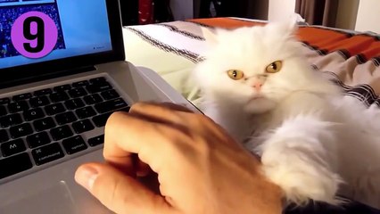 Sevilmek için Deliren 14 Kedi