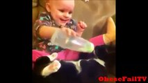 Funny Cats and Dogs Vines Compilation Dogs VS Cats Vines Compilation Dog Vines Start at 13