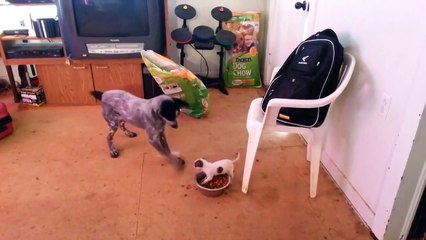 Щенок сражается за миску. Мал да удал